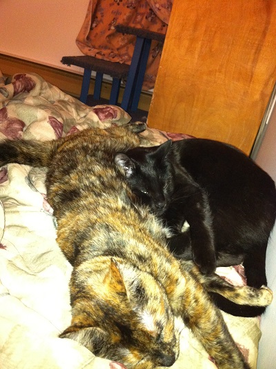 Home visits for cat